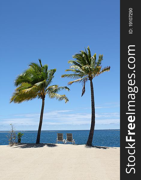 Two seats under the palm trees in front of the sea