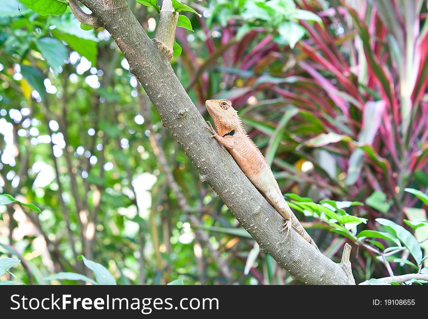 A Lizard Relaxes On A Branch