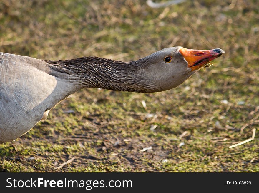 Gray Goose walking around in a park