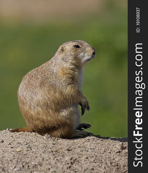 Prairie Dog sits and watches at full alert.