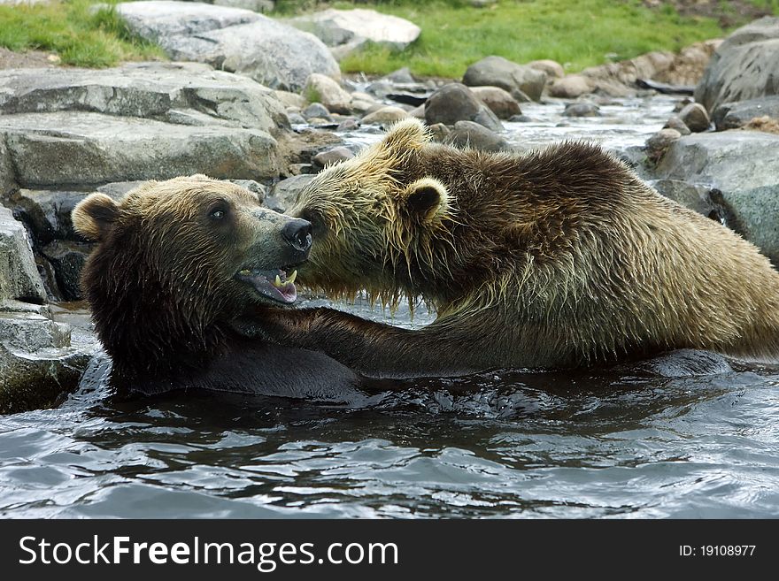 Grizzly Bears go at each other in a playful fight. Grizzly Bears go at each other in a playful fight.