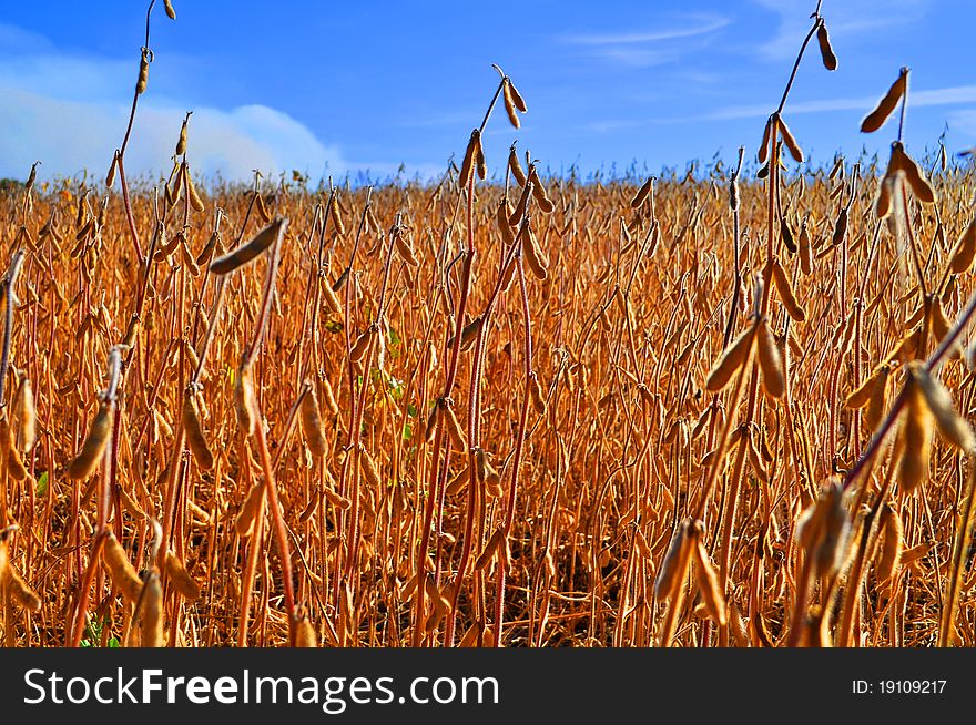 Beautiful field ripened brown bean stalks against the blue sky. Beautiful field ripened brown bean stalks against the blue sky