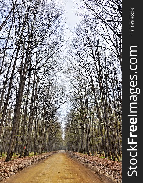 Straight road through high forest. Straight road through high forest