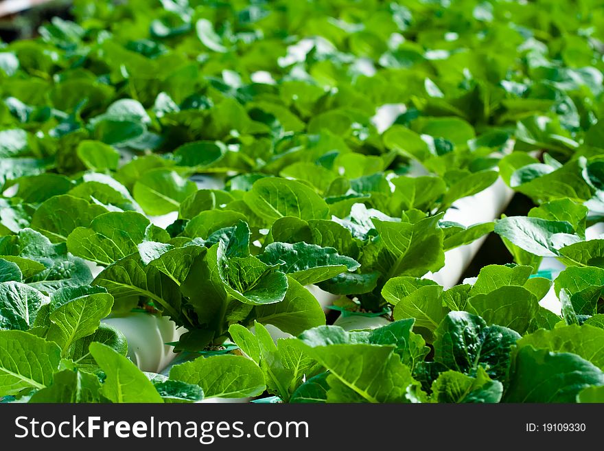 Hydroponic vegetable is planted in a garden.