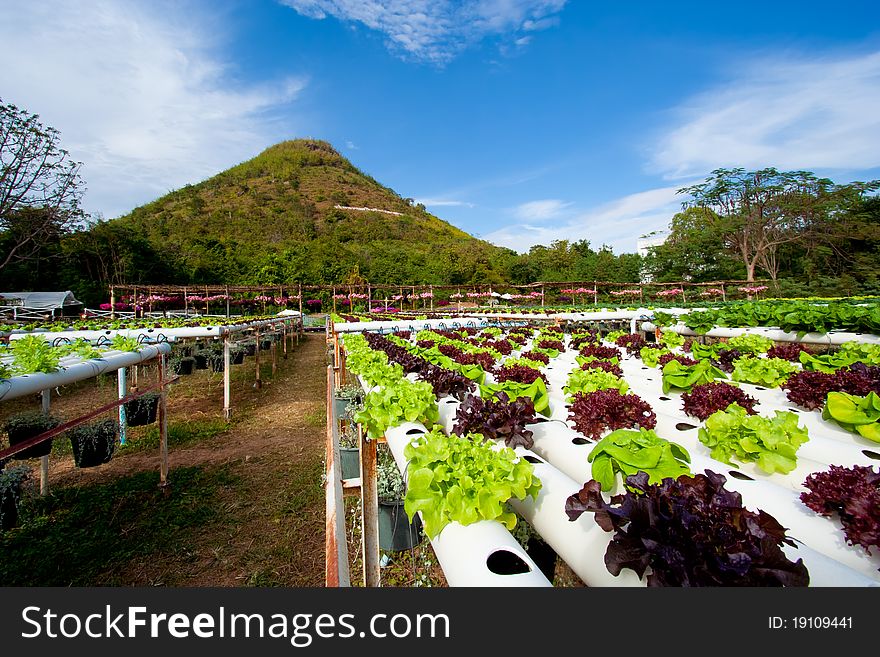 Hydroponic vegetable is planted in a garden.