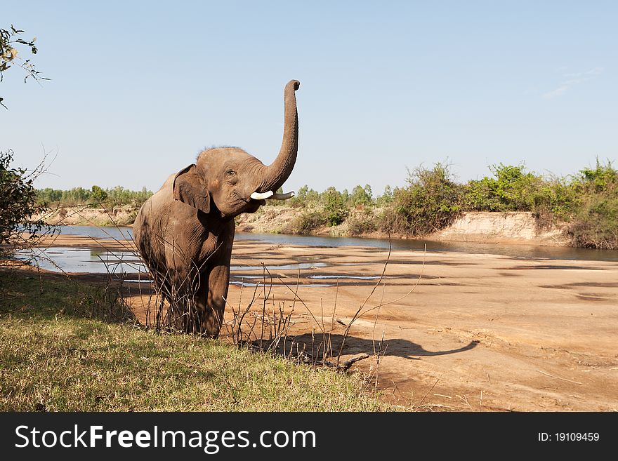 Elephant in the wilderness, mammal walking in the nature