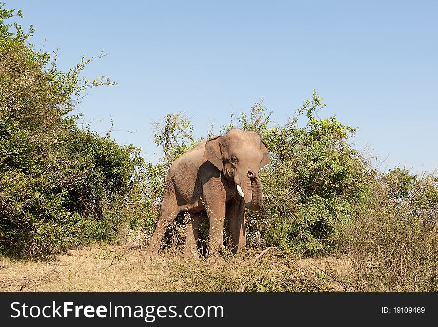 Elephant in the wilderness, mammal walking in the nature