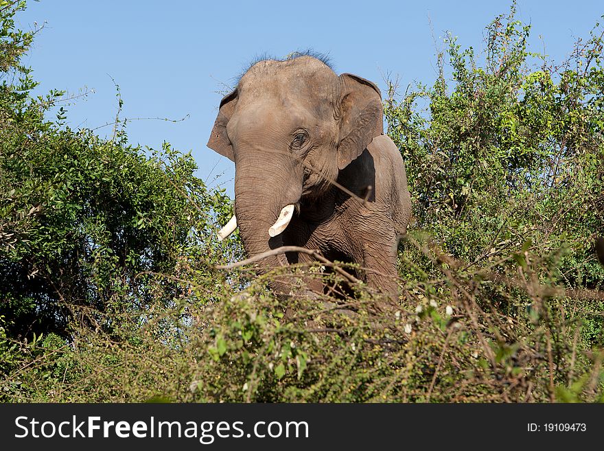 Elephant in the wilderness, mammal walking in the nature