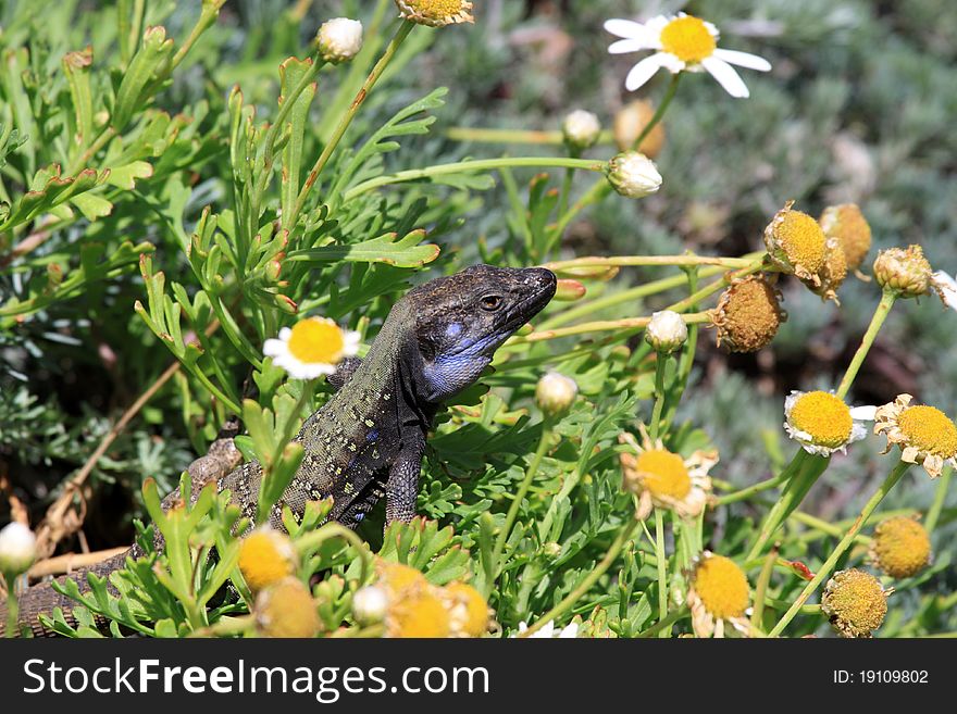 Photograph of small Canaria Lizard