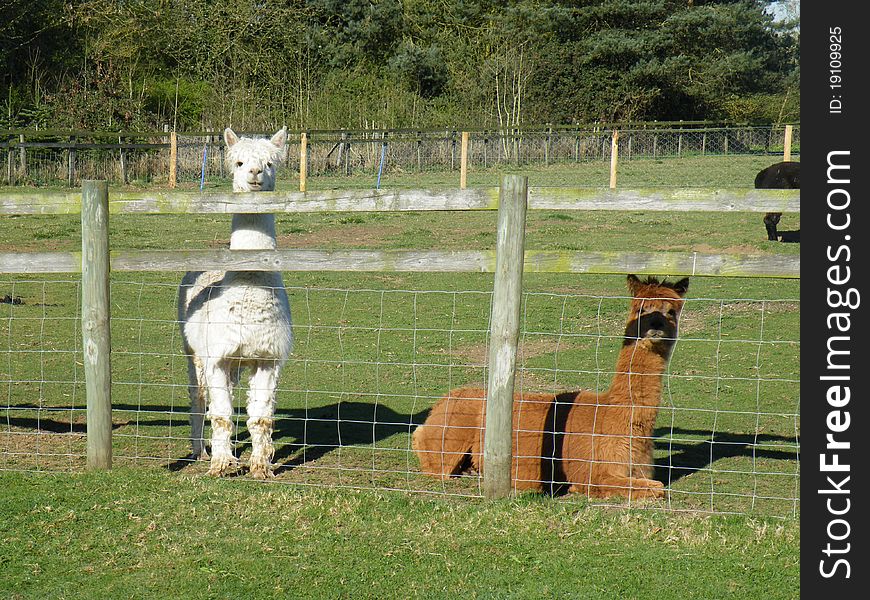 Two Alpacas on a farm. Reared for wool. South American Camelid. Two Alpacas on a farm. Reared for wool. South American Camelid.