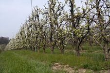 An Orchard Royalty Free Stock Images An Orchard Royalty Free Stock Images