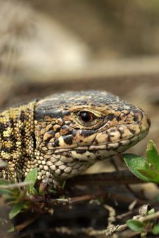 Lizard Closeup Stock Photography