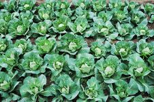 Cabbage Royalty Free Stock Photography Cabbage Royalty Free Stock Photography