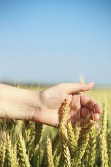 Hand Through Some Wheat In A Field Royalty Free Stock Photos Hand Through Some Wheat In A Field Royalty Free Stock Photos