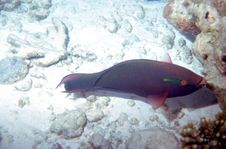 Dusky Parrotfish Royalty Free Stock Photography Dusky Parrotfish Royalty Free Stock Photography