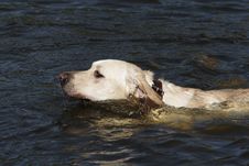 Swimming Dog Stock Photography Swimming Dog Stock Photography