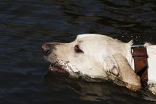 Swimming Labrador Stock Image