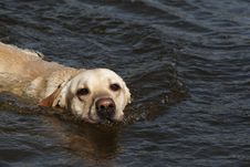 Swimming Labrador Stock Photo