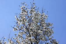 White Magnolia Flowers Royalty Free Stock Photo White Magnolia Flowers Royalty Free Stock Photo