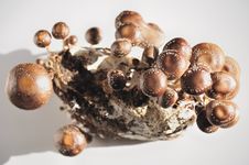 Free The Shiitake.Mushroom Royalty Free Stock Images - 19119519