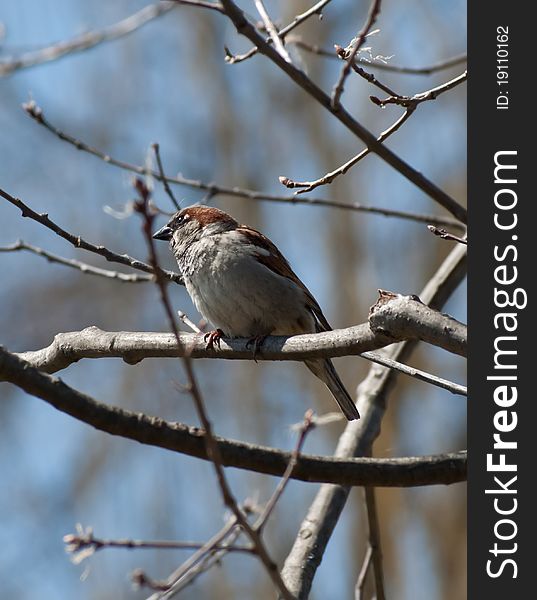 Male house sparrow, passer domesticus