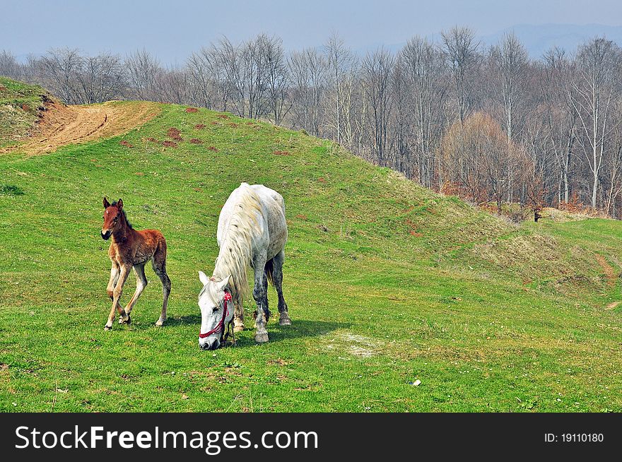 White horse and son on the field. White horse and son on the field