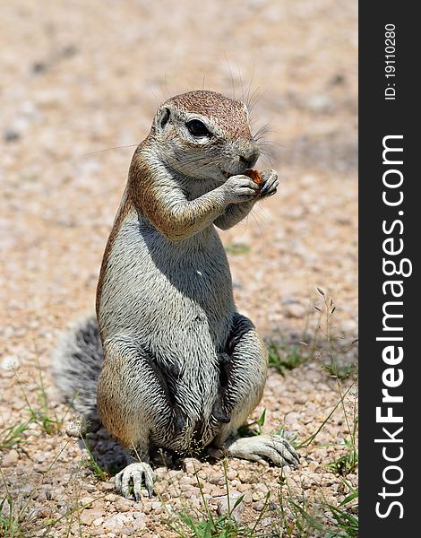 Ground squirrel in Etosha national park,Namibia