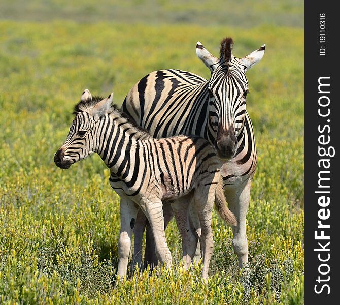 Cute Young Zebra With Mother