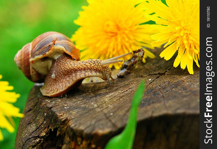 Snail on a stump on a background of green grass
