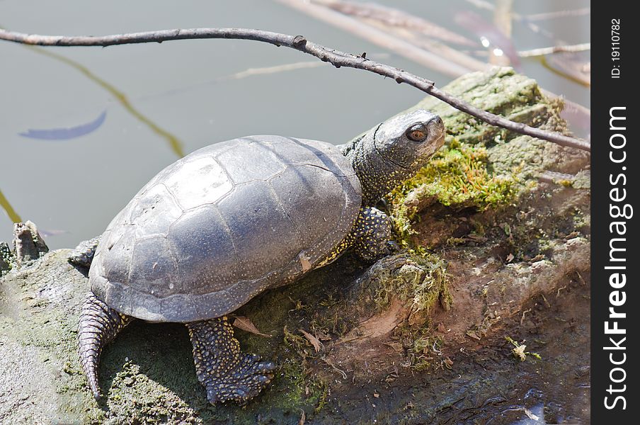 Fresh-water turtle basking in sunlight on a lake shore