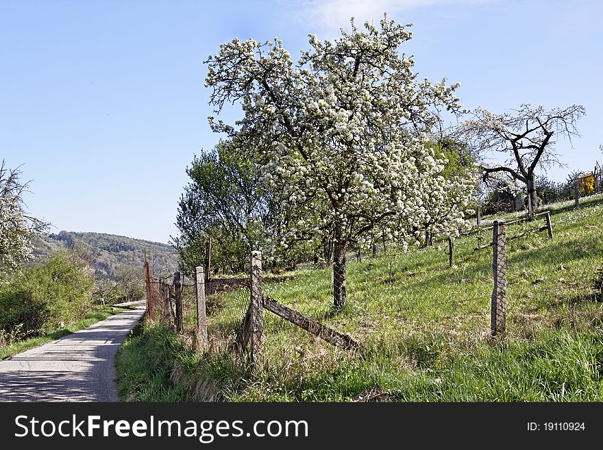 Tree with flowers in the meadow with fence