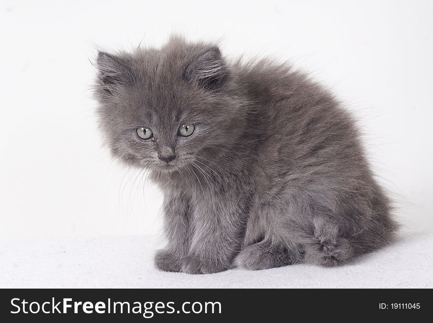 Grey black kitten isolated on a white background. Grey black kitten isolated on a white background