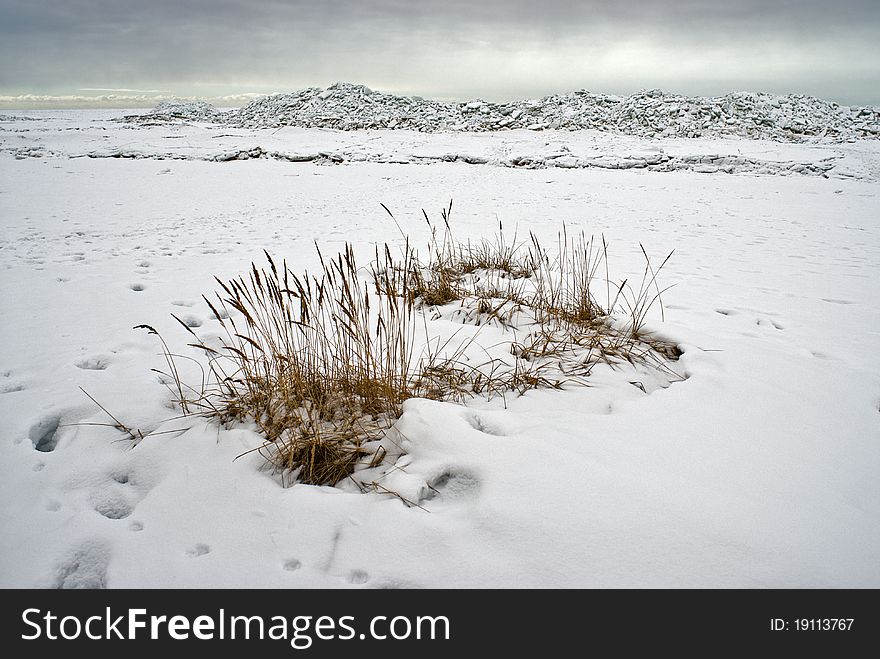 Tree at the sea coast white cold winter bulky snow