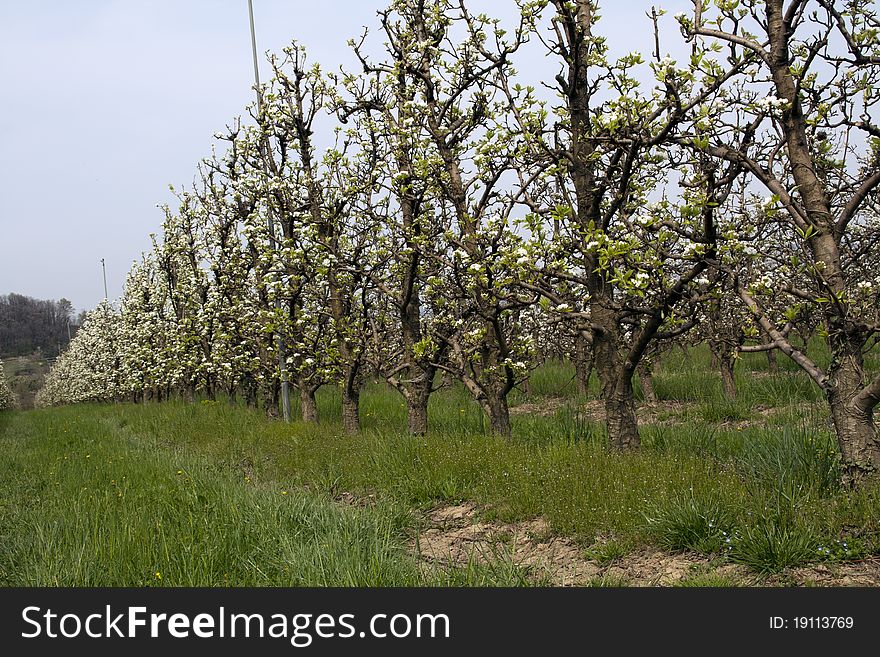 A long orchard in spring. A bit of nearby forest in the background. A long orchard in spring. A bit of nearby forest in the background.