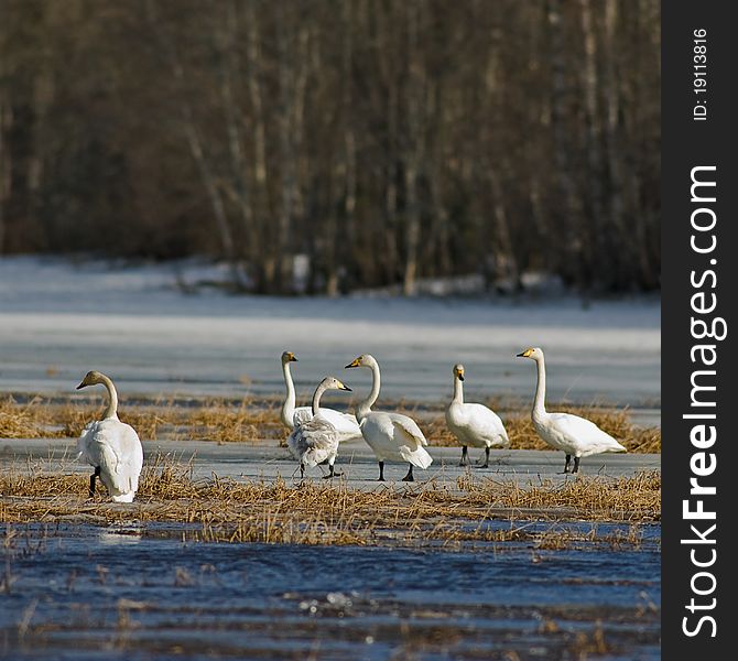 Whooper swan on the field, north of Latvia