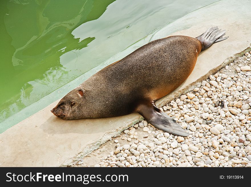 One sea lion resting at the zoo