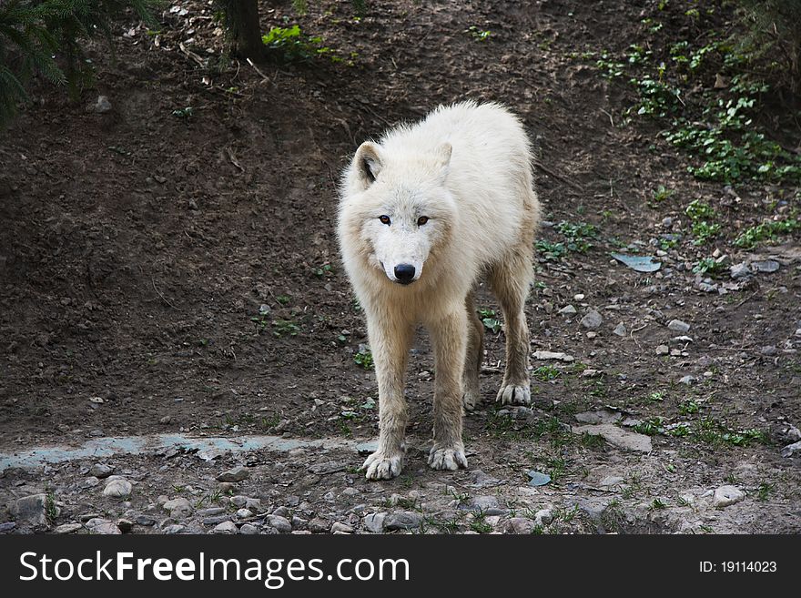 Arctic wolf looking at camera