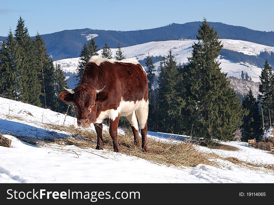 Cow eats the hay on the background of winter mountains. Cow eats the hay on the background of winter mountains