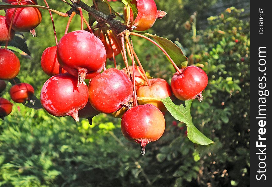 A cluster of bright red apples on a branch. A cluster of bright red apples on a branch