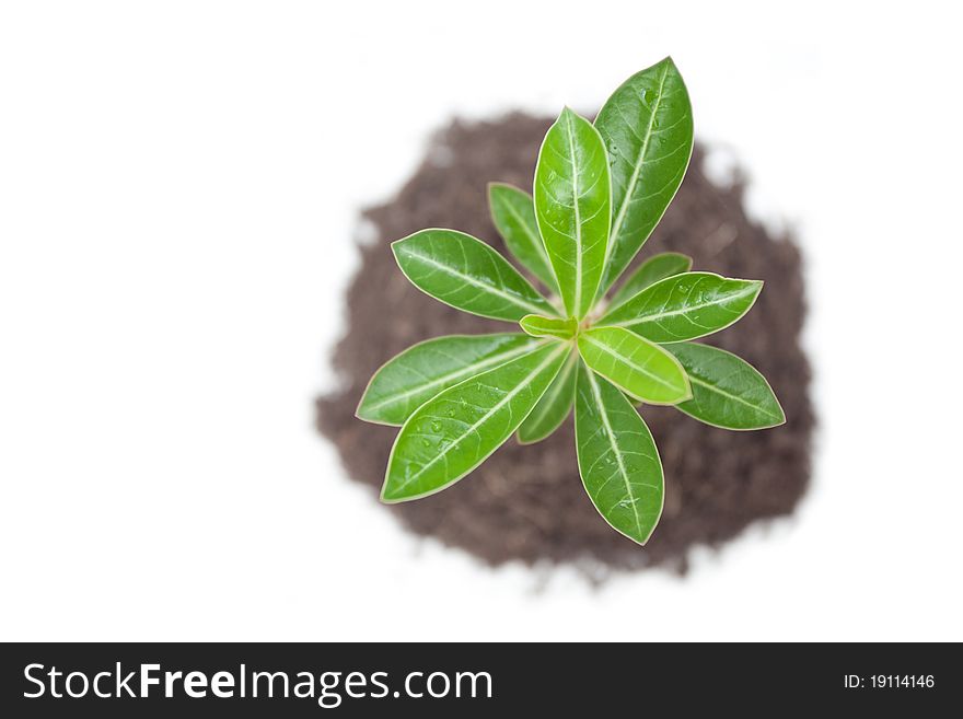 Young tree in plant isolated on white