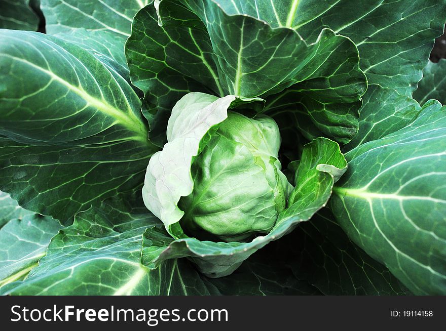View of a growing green cabbage in detail