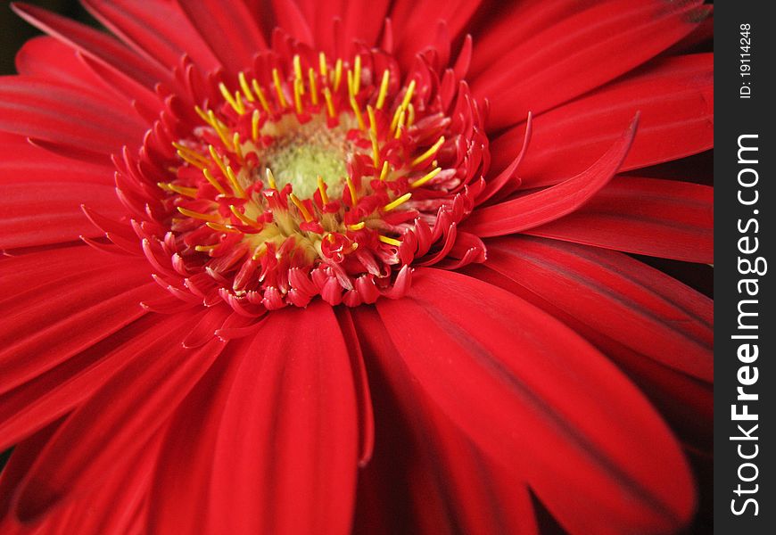 Red African daisy close-up photograph