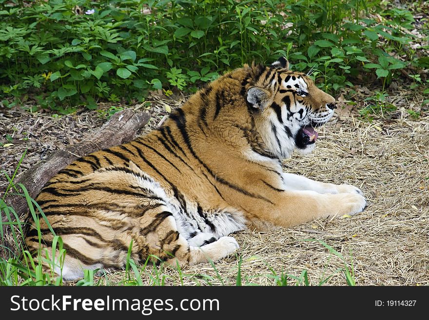 Bengal Tiger lays down to catch it's breath. Bengal Tiger lays down to catch it's breath.