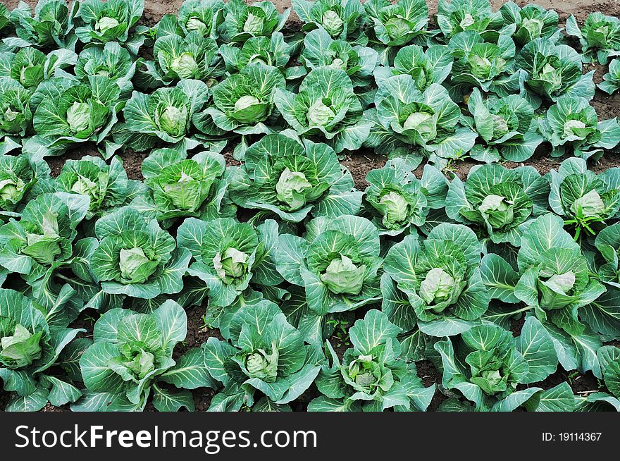 Fresh green cabbage growing in the fields