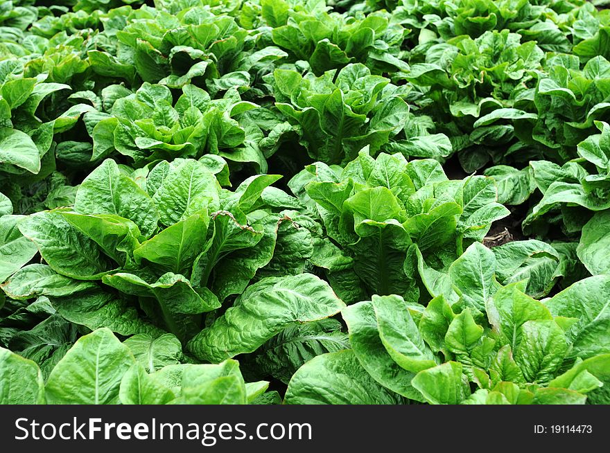 Fresh green asparagus lettuce growing in the fields in spring