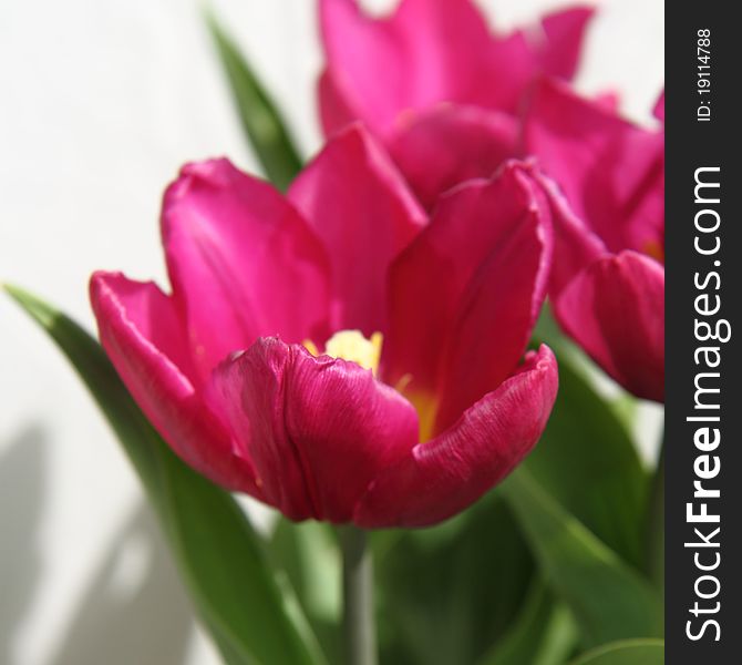 Pink tulips blooming in a garden. Pink tulips blooming in a garden