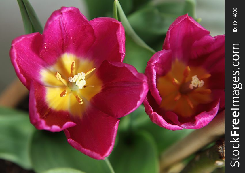 Pink tulip in close up. Pink tulip in close up