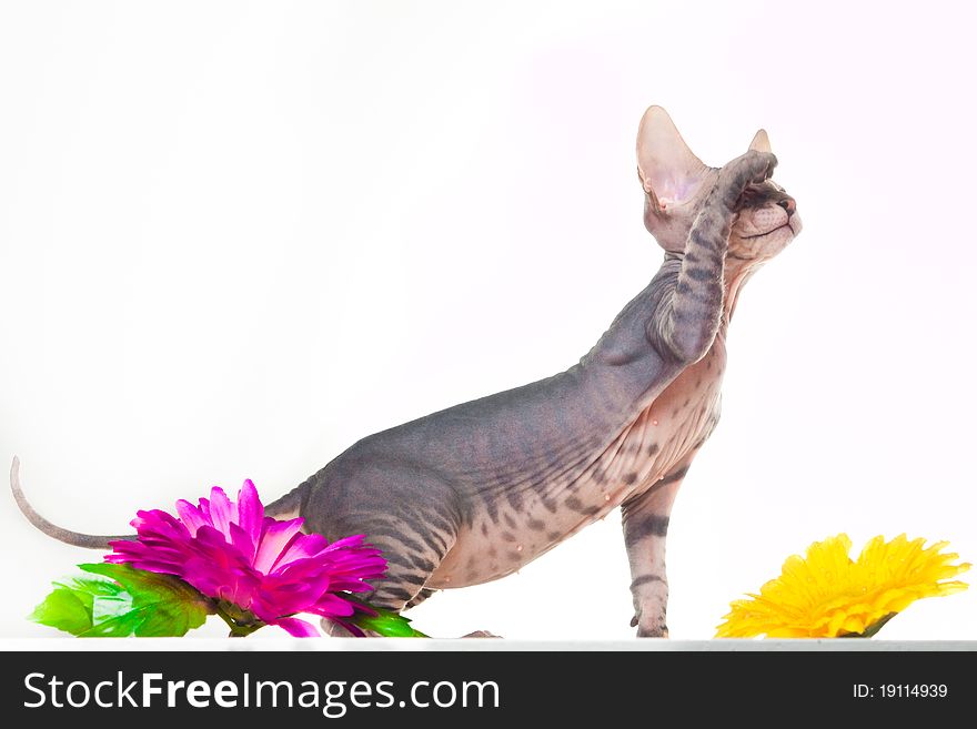 Gray kitten of sphinx looking with interest on white background with purple flower. Gray kitten of sphinx looking with interest on white background with purple flower