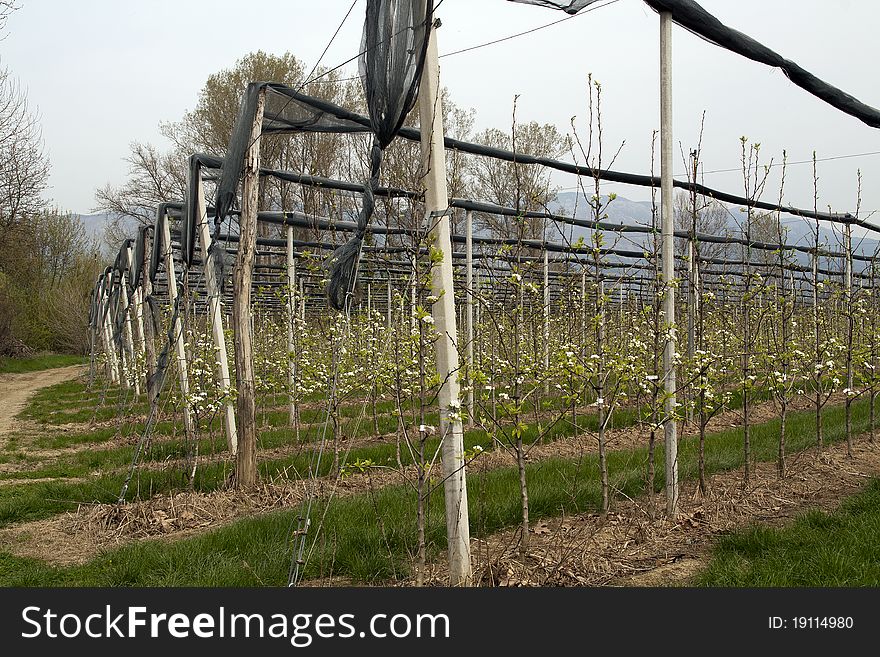 Young, long orchard in spring. The poles are support to the trees. A bit of nearby forest in the background. The sky is foggy. Young, long orchard in spring. The poles are support to the trees. A bit of nearby forest in the background. The sky is foggy.