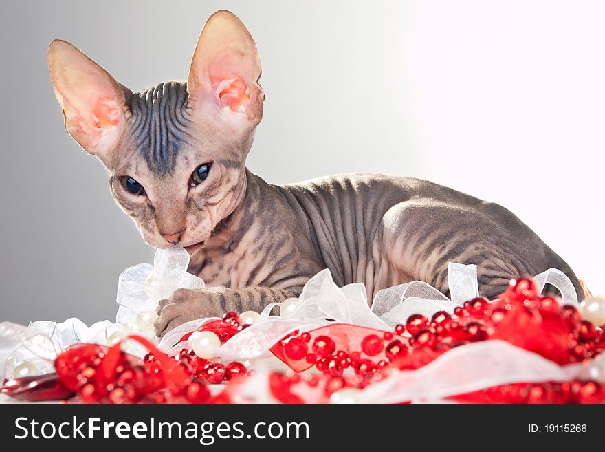 Gray kitten of a sphinx playing with beads and tapes